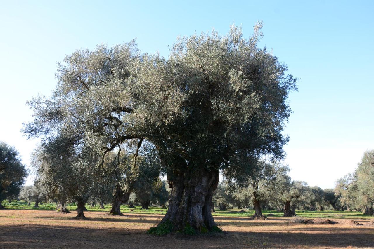 Caprarica di Lecce Masseria Rifisa Agriresort מראה חיצוני תמונה